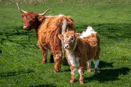 Highland cattle a cowwith horns and a calf, both brown and white standing in a green field.