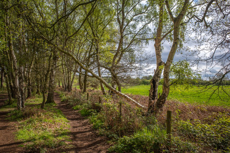 Woodland coppice with fallen birch tree across a footpath with clouds in background.の写真素材