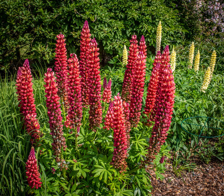 Red and yellow Lupins in an English Garden with green foliage and hedge in background.の写真素材