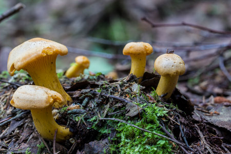 young chanterelle mushrooms on a blurred background with highlights and bokeh. colorful macro photo...