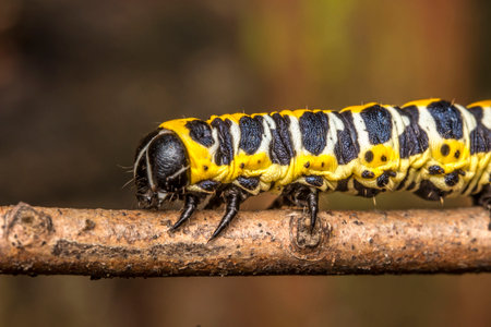 black-and-yellow-and-white caterpillar. colorful detailed macro photo of an insect in the wild....