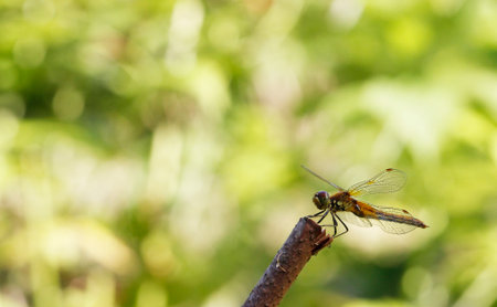 a beautiful red dragonfly on a branch in a blurred background with highlights and bokeh. space for...