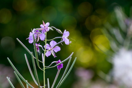 rosebay flower on a blurred background with highlights. the beauty of wildlife. a blooming flower....