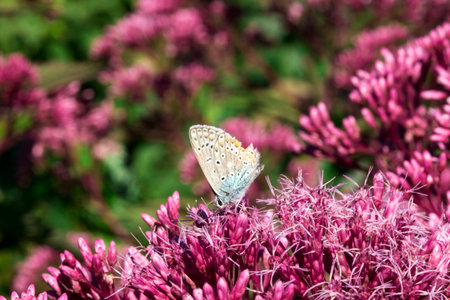 white butterfly on a pink flower. close-up. space. bokeh