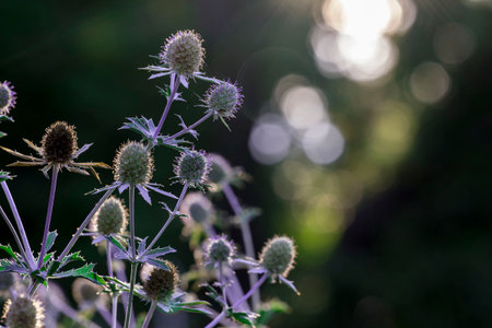 Eryngium flower on a blurred background with highlights. Wildlife beauty. Flowering flower. Free...