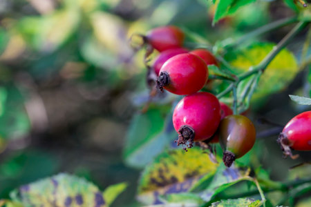 rosehip fruits. wild rose on a blurred background with highlights and bokeh. natural beauty. free...