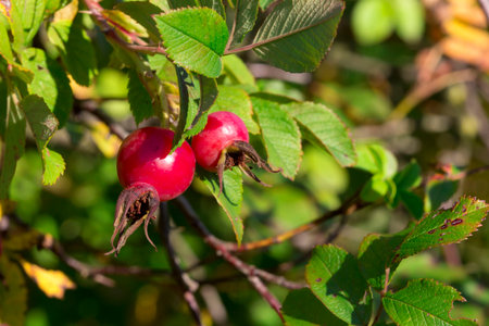 rosehip fruits. wild rose on a blurred background with highlights and bokeh. natural beauty. free...