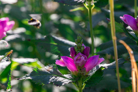 Chelone purple flower on a blurred background with highlights and bokeh. space. natural beauty....
