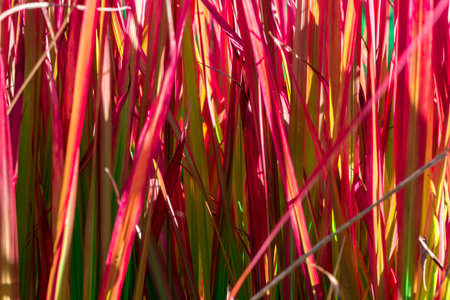 Miscanthus red and yellow plant leaves on a blurred background. Close-up. Natural lighting....