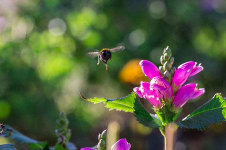 Chelone flower on a blurred background. Wildlife beauty. Flowering flower. Flying pollinating...