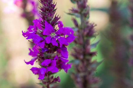 Lythrum on a blurred background with highlights and bokeh. in the sunlight. a colorful photo of a...