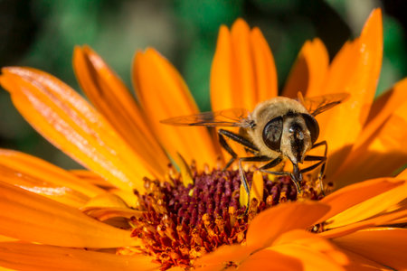 bright flower of medicinal calendula pollinated by insects. colorful macro photo of the plant....