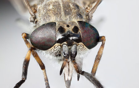 gadfly. insect portrait. colorful detailed macro photo of an insect. close-up. text space. compound...