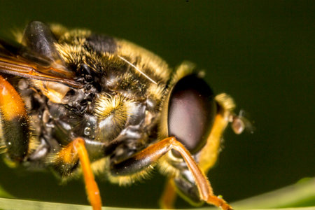 hoverfly. head. insect portrait. colorful detailed macro photograph of an insect. close-up. text...