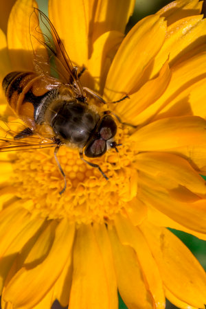 hoverfly on a yellow flower. wildlife. colorful detailed macro photo of an insect. close-up. space...