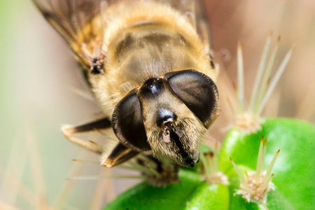 close-up of the head. colorful detailed macro photo of an insect. wildlife. close-up. space for...