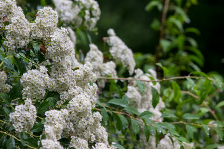 white spirea inflorescences on a blurred dark background with bokeh. space for text. colorful flower...