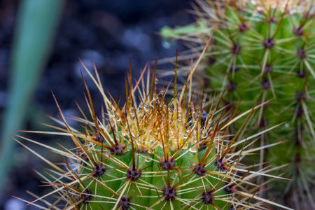 Shtenocereus cactus. colorful photo of a plant in its natural habitat with raindrops. close-up. blurred background with highlights and bokeh. Stenocereus thurberi. organ pipe cactus. cactusの写真素材