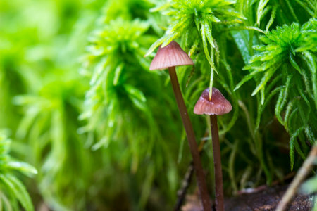 pink mycena mushroom. macro photo of a mushroom. close-up. space for text.の写真素材