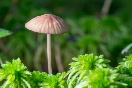 Inedible mushroom Mycena on a blurred background with highlights and bokeh. colorful mushroom macro...
