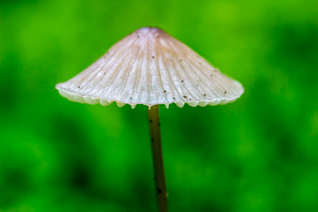 mushroom mycena lactuca. colorful. macro photo of a mushroom. close-up. space for text. Mycena...