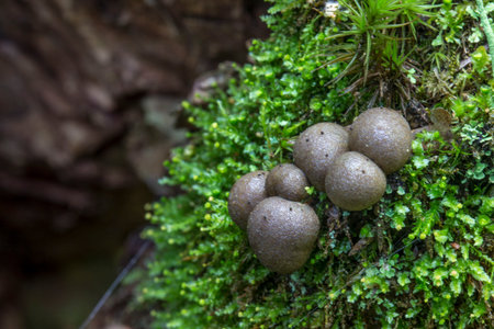licogala slime caps growing in the forest. colorful macro photo of a mushroom.
