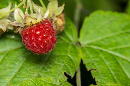 bright raspberry berries on a bush . colorful detailed macro photo of berries. space for text....