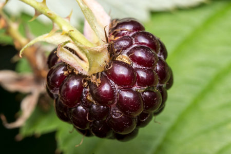 blackberry raspberry berry on green background. space for text. colorful macro photo of fruit....