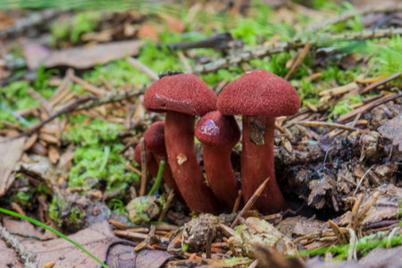 Cortinarius cinnabarinus mushroom on a blurred background with highlights and bokeh. colorful macro...
