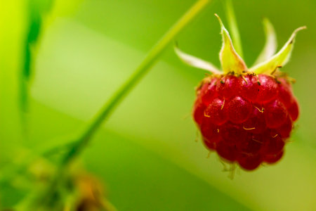 bright raspberry berries on a bush. colorful detailed macro photo of berries. natural beauty....