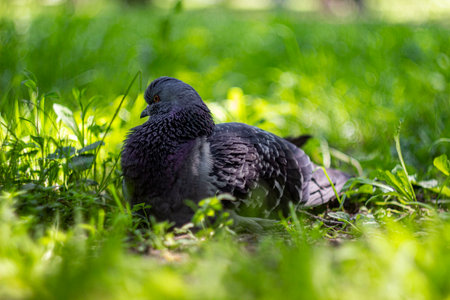 a pigeon on a green blurred background with highlights and side effects.close-up. natural lighting.