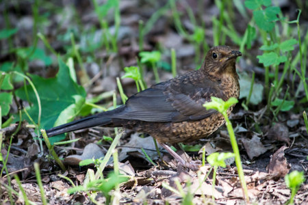 blackbird. close-up. colorful bird photo. close-up. blurred background. screen saver.  thrush....
