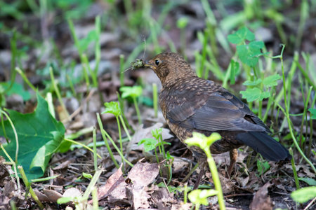 Common blackbird . colorful wildlife photo. close-up. blurred background. thrush. blackbird. Turdus....