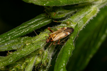 bug on a branch on a black background. isolated. colorful macro photo of an insect. close-up....