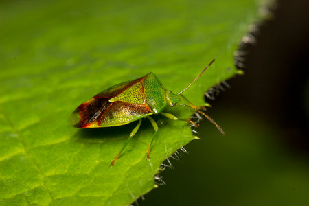 a tree bug sits on a green leaf. close-up. macrophotography. bug. chinch .Acanthosomatidae. Palomena...