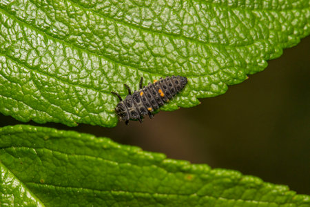 A small ladybug larva on a green leaf against a blue sky background. colorful macro photography. close-up. natural light. Coccinellidae. ladybug larva. Ladybird larvae. larvaの写真素材