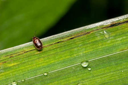 a leaf-eating beetle on the edge of a green leaf. blurred background, colorful macro photo of an...