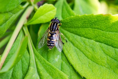 a sun fly sits on a golden leaf. colorful macro photography. close-up. artificial lighting. space...