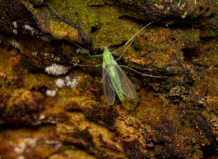 a green fly on the background of a tree bark. colorful macro photography. close-up. space for the...