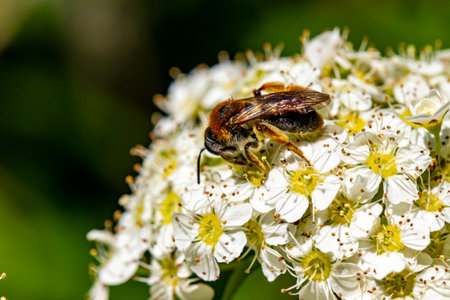 spiraea pollinated by a bee. close-up. colorful aerial photography. a bee on white flowers. bokeh....