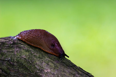 A slug in close-up crawls along a tree branch. a slug's head with horns. . mucus. macrophotography....