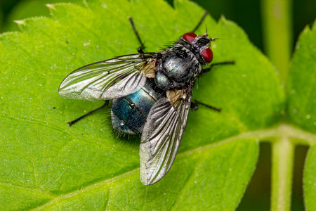 fly with a blue or turquoise belly on a green leaf. close-up. macrophotography. natural lighting.
