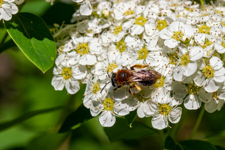 spiraea pollinated by a bee. close-up. colorful aerial photography. a bee on white flowers. bokeh....