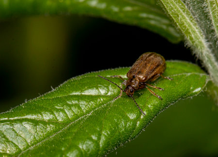 a sorrel leaf beetle on a green stalk. colorful macro photography. close-up. blurred background with...