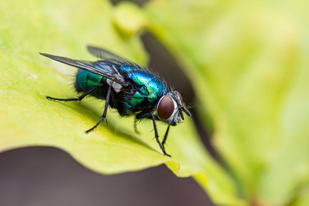 beautiful blue fly. close-up. colorful macro photography. bokeh. blurred background. photo of an...