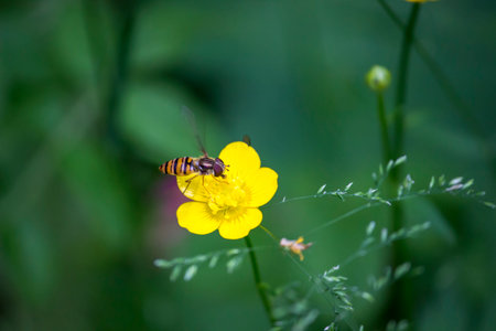 hoverfly on buttercup flower. colorful photo of wildlife. macro photo of an insect. close-up. space for text. Helophilus pendulus. Hoverfly. sun fly.の写真素材
