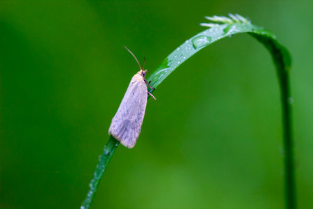 a swallowtail butterfly sits on a blade of grass in a blurred background . colorful photo of...
