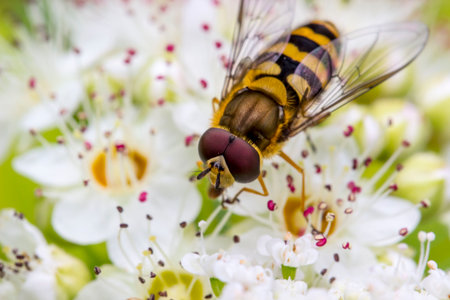 hoverfly on white spirea flowers. colorful photo of wildlife. macro photo of an insect. close-up....