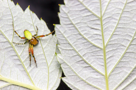 green cucumber spider on a leaf. colorful photo of wildlife. macro photo of an insect. close-up. spider.の写真素材