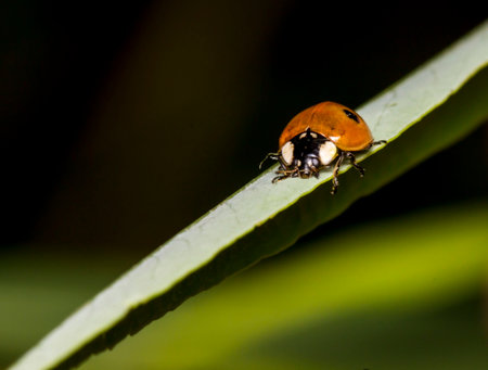 ladybug on a dark blurred background. colorful wildlife photo. macro photo of an insect. close-up....